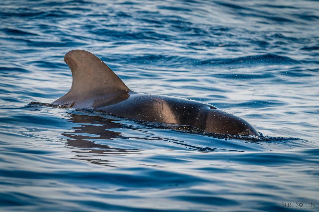 Atlantico 24 Leilighet Puerto de Santiago  Eksteriør bilde